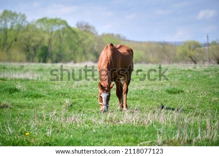 Thin chestnut horse eating grass while grazing on farm grassland pasture Royalty-Free Stock Photo #2118077123