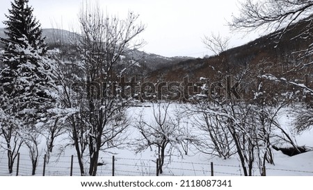Snow-covered forests with leafless trees
