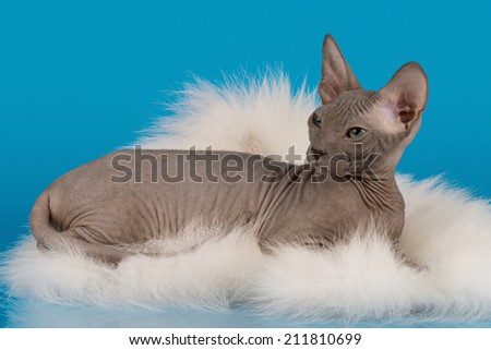 grey cat on the blue background