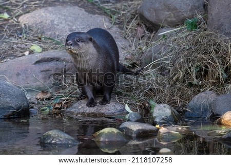 Asian small-clawed otter posing after having a swim Royalty-Free Stock Photo #2118107258