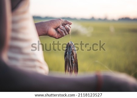 Close up picture of fish caught in the paddy field.