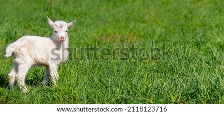Little white goat on green grass, copy space