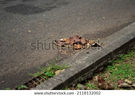 Dry leaves on the side of the road.