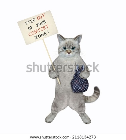 An ashen cat with a bag holds a poster that says step out of your comfort zone. White background. Isolated.