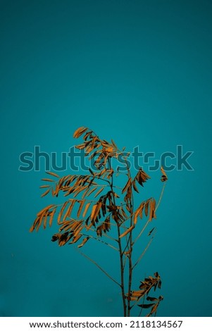 Tree , blue background and vignetting