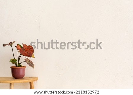 Houseplant on a coffee table against bright sand wall texture. Stylish minimalist home design.