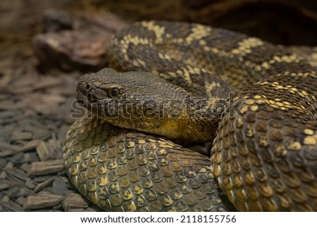 mojave rattlesnake gets a head shot while coiled under a large rock Royalty-Free Stock Photo #2118155756