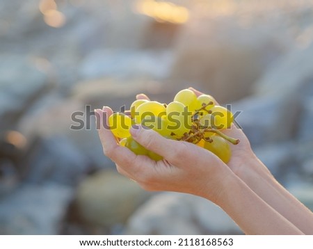 Branch of ripe green grapes in female hands in contour sunlight outdoors