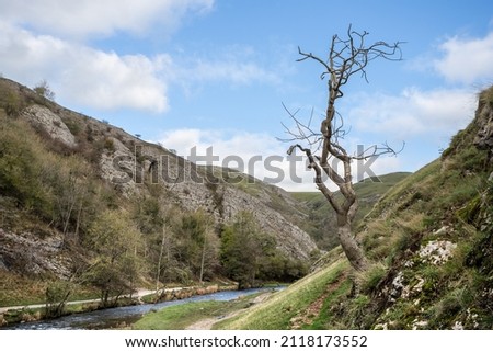 An isolated tree pictured part way up the limestone valley of Dovedale above the River Dove.