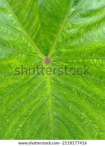 The texture of taro leaves is very suitable for use as a back screen