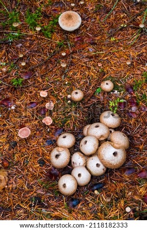 Autumnal mushroom in boreal forest of Finland, Europe