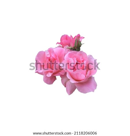 Pink isolated rose without leaves and stem delicate flower branch on the white background, cutout object for decor, design, invitations, cards, soft focus and clipping path