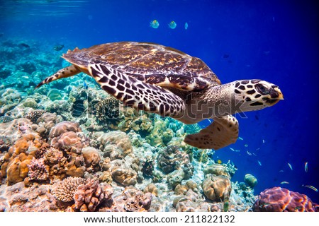 Hawksbill Turtle - Eretmochelys imbricata floats under water. Maldives Indian Ocean coral reef. Royalty-Free Stock Photo #211822132