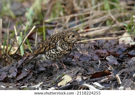 scaly thrush is in the ground