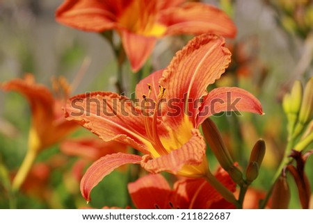 vivid orange lily flowers in Park Gor'kogo, Moscow, Russia Royalty-Free Stock Photo #211822687