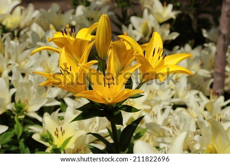 Luxury flowers of light yellow lilies on a flowerbed in Park Gor'kogo, Moscow, Russia Royalty-Free Stock Photo #211822696