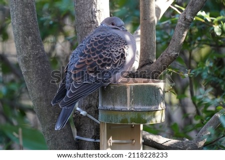turtle dove in the forest