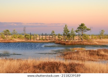 Swamp Yelnya in autumn landscape. Wild mire of Belarus. East European swamps and Peat Bogs. Ecological reserve in wildlife. Marshland at wild nature. Swampy land and wetland, marsh, bog. Royalty-Free Stock Photo #2118239189