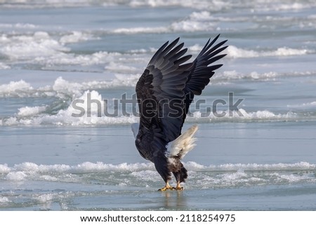 The Bald eagle flies away from frozen Lake Michigan