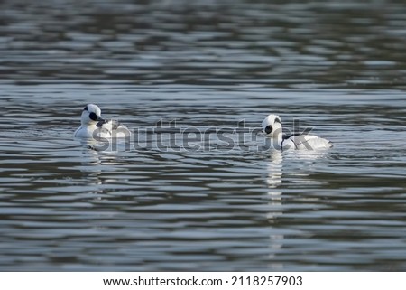 Two male Smew (Mikoaisa) are swimming leisurely on the water surface reflected in the blue sky