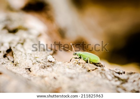 Stock Photo - close-up shot of a green weevil on a bark