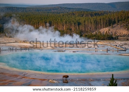 Unique photo of grand prismatic spring with Bison walking in front of it. People removed from picture.