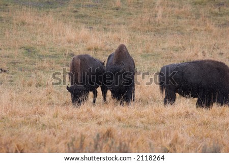 herds of bison on a rainy day in Yellowstone national park - landscape format