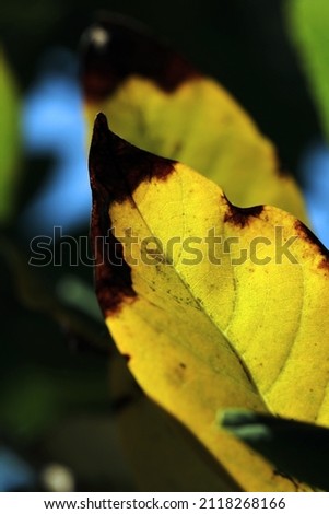 Autumn leaf on light in the garden