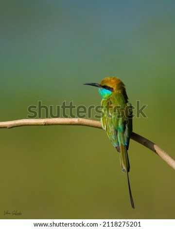 Green and Brown Asian bee eater sitting on branch of tree stock photo.