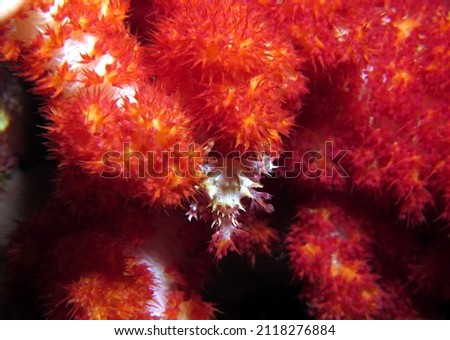 Candy Crab also known as Commensal Soft Coral Crab on Dendronephtya coral Cebu Philippines                              