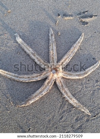 I took this picture of the starfish that the sea threw on the beach, and as I was crossing the beach I photographed it