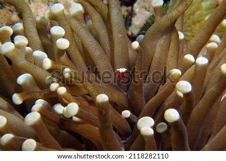 A Mushroom coral Shrimp sheltered in the tentacles of the anemone Cebu Philippines