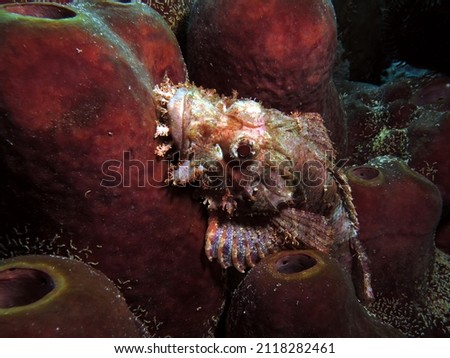 A Bearded Scorpionfish camouflaged on soft coral Cebu Philippines                               