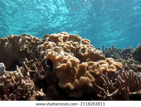 A Mushroom soft coral on a shallow reef Cebu Philippines                              