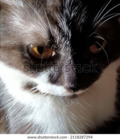 cute cat with white and black fur brown eyes