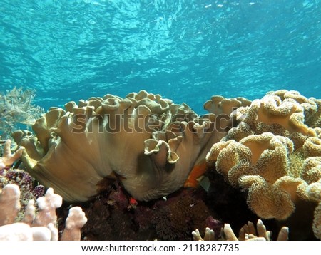 A Mushroom Leather coral in a shallow reef Cebu Philippines                            