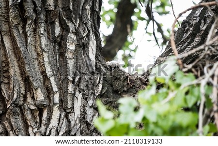 baby owl hides in the crook of a tree