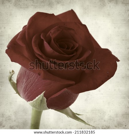 textured old paper background with red rose