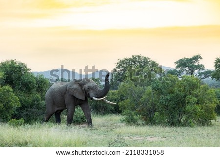 Big bull african elephant in the wild