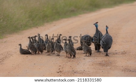Guineafowl adults and chicks in the road Royalty-Free Stock Photo #2118331580