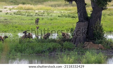 Clan of spotted hyenas interacts with lion on an island
