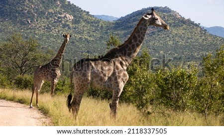 Giraffe in the wild - Kruger national park