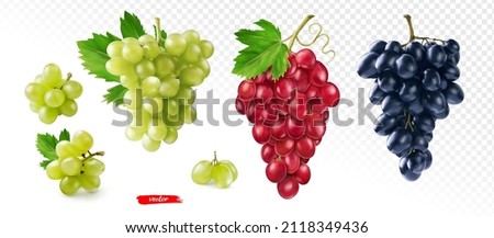 Set of green, black and pink grape isolated. Realistic vector illustration of different grapes. Royalty-Free Stock Photo #2118349436