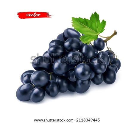 Black grape with grape leaf isolated on white. Realistic vector illustration of black grape. Royalty-Free Stock Photo #2118349445