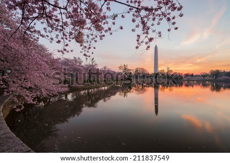 Cherry blossoms in peak bloom. Washington D.C.