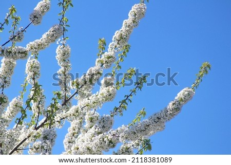Flowering apple trees in spring with white small flowers.