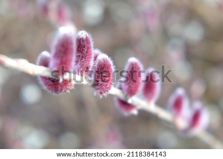 Salix gracilistyla 'Mount Aso' in flower Royalty-Free Stock Photo #2118384143