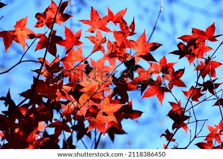 Orange-red maple leaves under blue sky.
