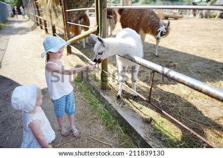 Two little sisters feeding a baby llama at the zoo on sunny summer day