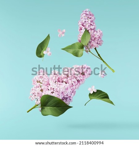 Fresh lilac blossom beautiful purple flowers falling in the air isolated on blue  background. Zero gravity or levitation spring flowers conception, high resolution image Royalty-Free Stock Photo #2118400994